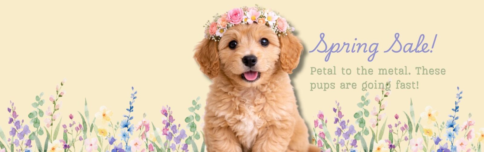 Find Your Perfect Puppy Companion banner