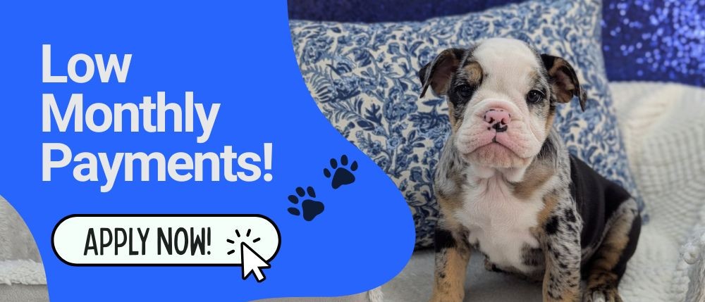 Puppies For Sale Banner