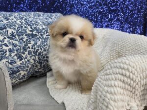 Pekingese – 13754