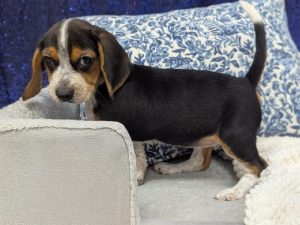 Beagle puppy available now