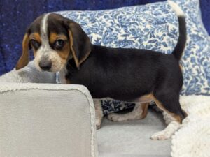 Petland Robinson, Pittsburgh, PA Beagle puppy available