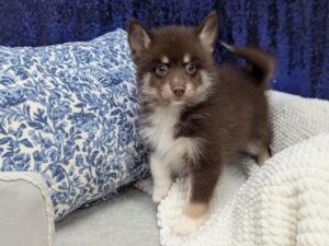 Pomsky 2nd gen. puppy for sale at Petland Robinson in Pittsburgh, PA
