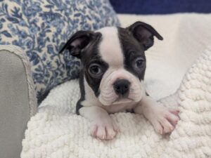Petland Robinson, Pittsburgh, PA Boston Terrier puppy available