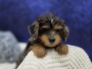 Yorkie-Poo puppy for sale at Petland Robinson in Pittsburgh, PA
