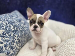 Petland Robinson, Pittsburgh, PA French Bulldog puppy available