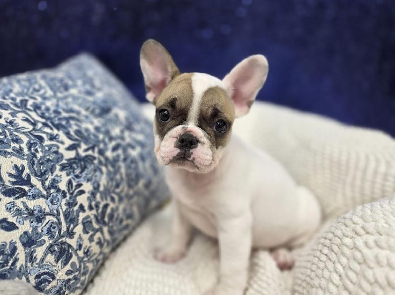 French Bulldog in Cranberry Township, PA