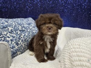 Petland Robinson, Pittsburgh, PA Lhasa Apso puppy available