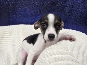 Petland Robinson, Pittsburgh, PA Chihuahua puppy available