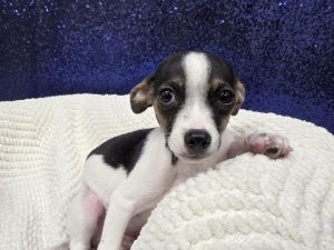 Chihuahua puppy available now