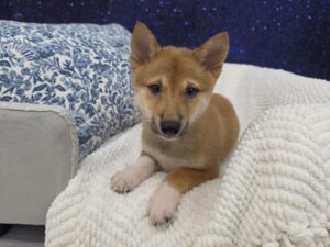 Shiba Inu puppy for sale at Petland Robinson in Pittsburgh, PA