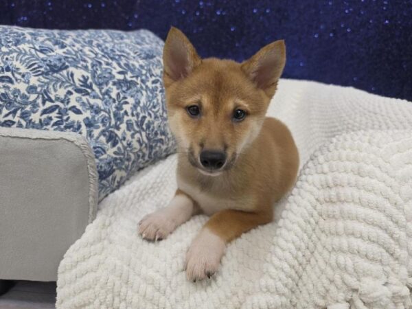 Shiba Inu - 13877 photo 1