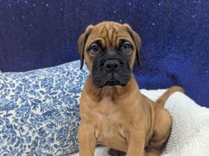 Petland Robinson, Pittsburgh, PA Bullmastiff puppy available