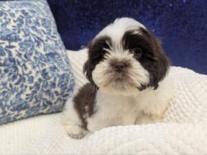 Petland Robinson, Pittsburgh, PA Lhasa Apso puppy available