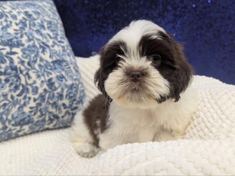 Lhasa Apso puppy at Petland Robinson, about 25 to 30 minutes from Burgettstown, PA