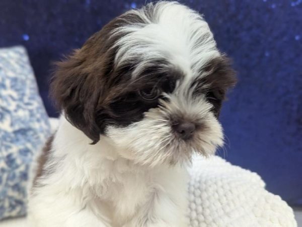 Lhasa Apso - 13884 photo 2