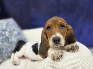 Petland Robinson, Pittsburgh, PA Basset Hound puppy available