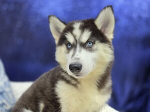Siberian Husky – 13899