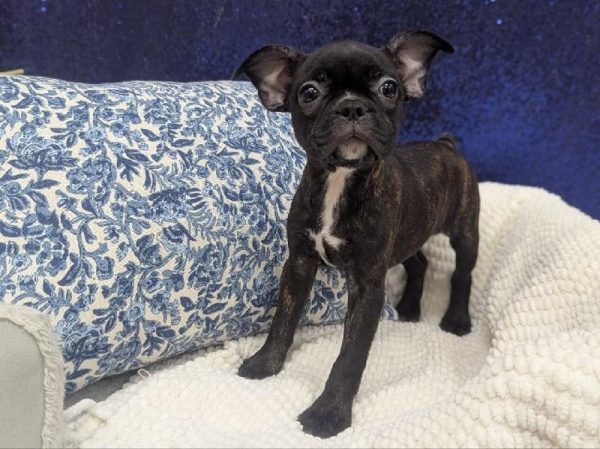 Frenchton – 13900