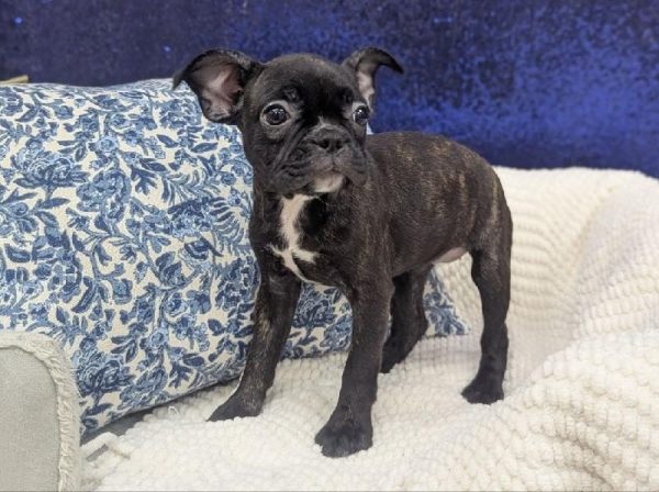 Frenchton - 13900 photo 3