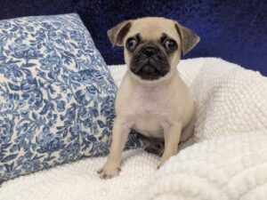Pug puppy for sale at Petland Robinson in Pittsburgh, PA