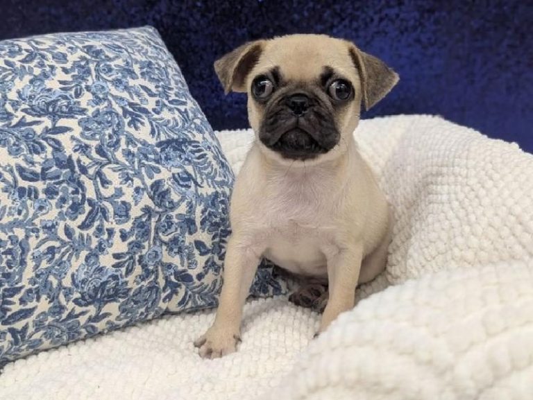 Pug puppy at Petland Robinson, about 25 to 30 minutes from Brentwood and Baldwin, PA
