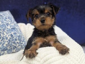 Petland Robinson, Pittsburgh, PA Yorkshire Terrier puppy available