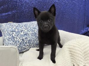 Petland Robinson, Pittsburgh, PA Schipperke puppy available