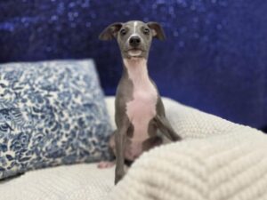 Italian Greyhound – 13917