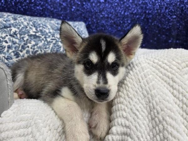 Huskamute – 13922