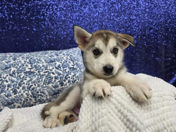Huskamute – 13923