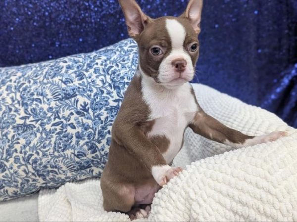 Boston Terrier - 13925 photo 2