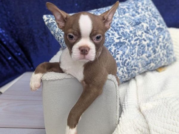 Boston Terrier - 13925 photo 3