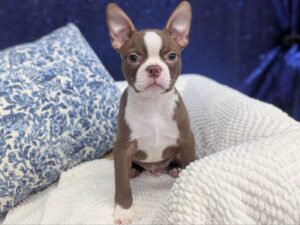 Petland Robinson, Pittsburgh, PA Boston Terrier puppy available