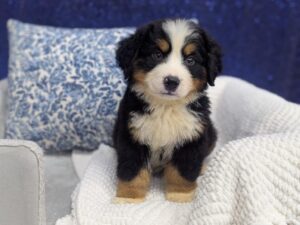 Petland Robinson, Pittsburgh, PA Bernese Mountain Dog puppy available