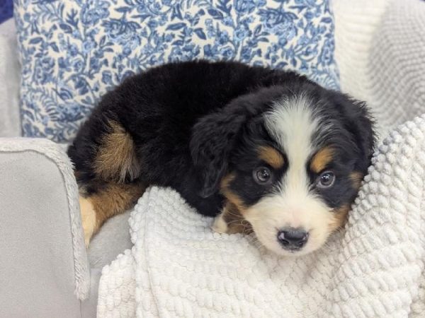 Bernese Mountain Dog - 13926 photo 3