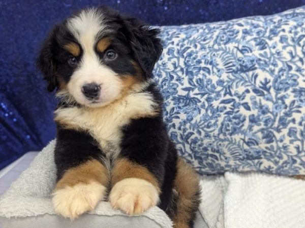 Bernese Mountain Dog - 13926 photo 2