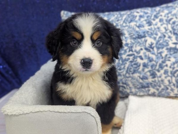 Bernese Mountain Dog - 13926 photo 4