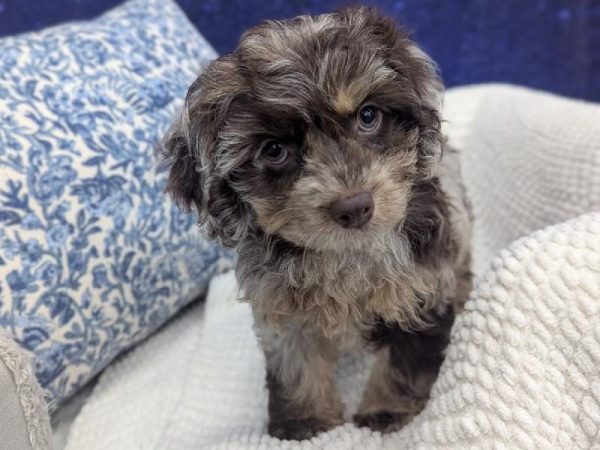 [#13927] Chocolate Merle Female Cockapoo DOG