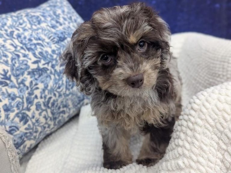 Cockapoo puppy at Petland Robinson, about 30 minutes from Cranberry Township, PA