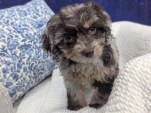 Petland Robinson, Pittsburgh, PA Cockapoo puppy available