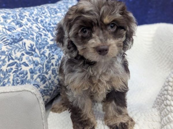 Cockapoo - 13927 photo 2