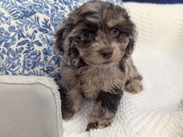 Cockapoo - 13927 photo 3