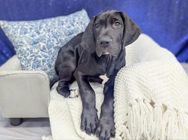 [#13928] Black Male Great Dane DOG