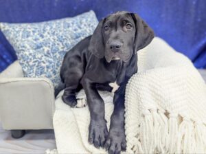 Petland Robinson, Pittsburgh, PA Great Dane puppy available