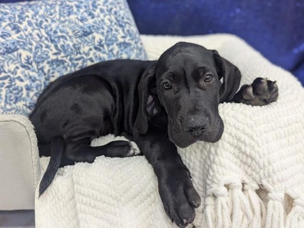 Great Dane - 13928 photo 2