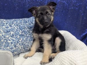 Petland Robinson, Pittsburgh, PA German Shepherd puppy available