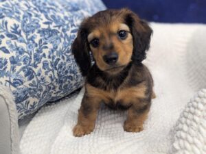 Petland Robinson, Pittsburgh, PA Dachshund puppy available