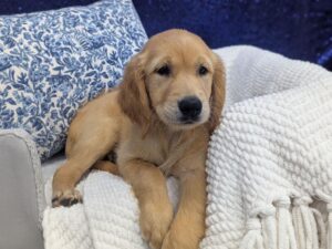 Petland Robinson, Pittsburgh, PA Golden Retriever puppy available