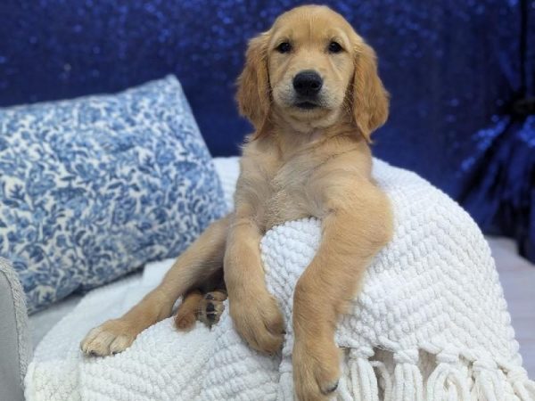 Golden Retriever - 13931 photo 2