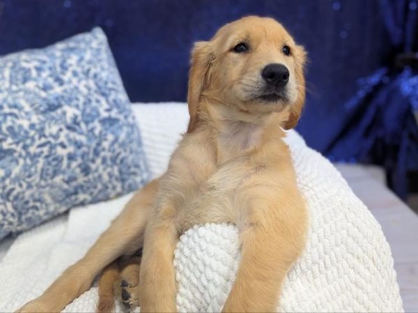 Golden Retriever - 13931 photo 4